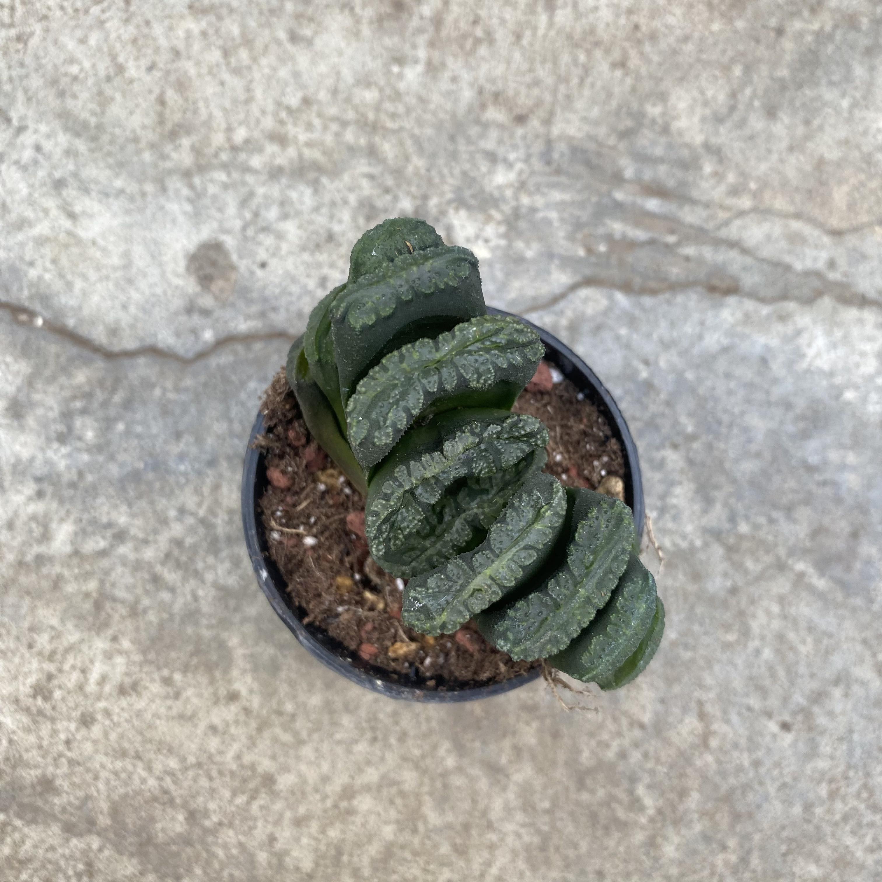 Haworthia truncata 'Green Dragon