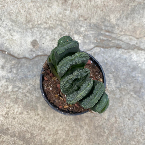 Haworthia truncata 'Green Dragon'