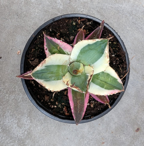Agave titanota 'Snaggle Tooth'
