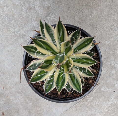 Agave schidigera 'Royal Flush'