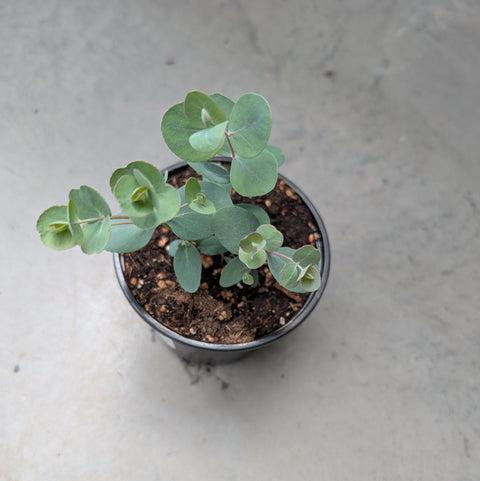 Eucalyptus Silver Drop