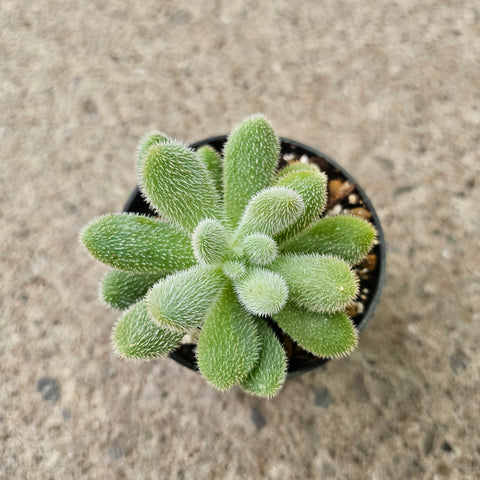 Sedum hintonii