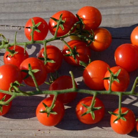 Peacevine Cherry Tomato Seeds *Organic*