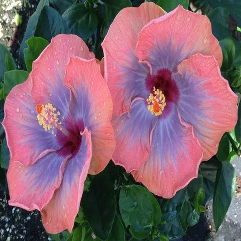 Hibiscus rosa-sinensis 'Cajun Voodoo Queen'