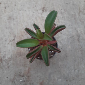 Open the image in the slideshow, Peperomia Graveolens
