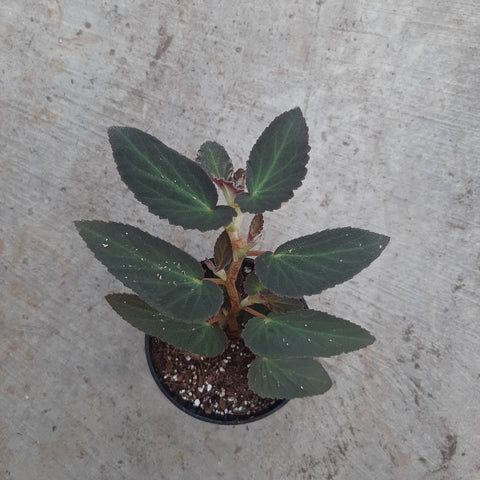 Begonia Brazilian Lady