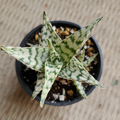 white fox aloe vera plant Aloe 'White fox' | Succulents