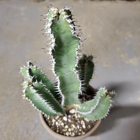 Euphorbia Polyacantha 4 Pouces