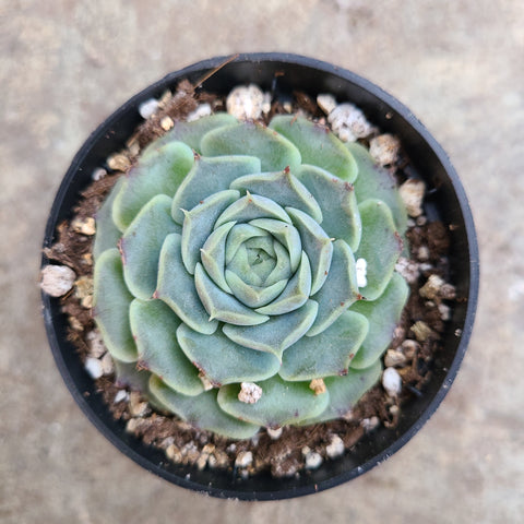 Echeveria Elegans Hyaliana