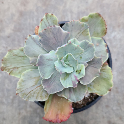 chantilly succulent Echeveria chantilly 'Hybrid' | Succulents