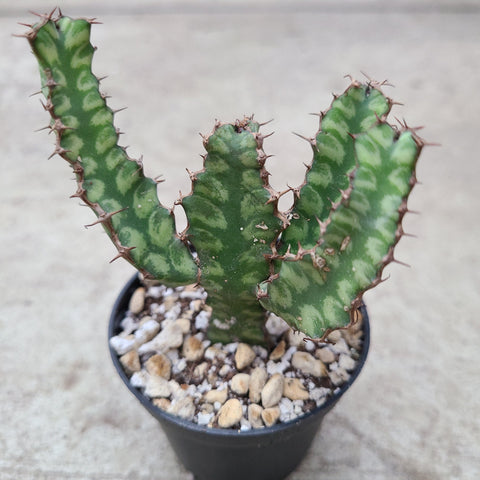 Euphorbia Pseudocactus