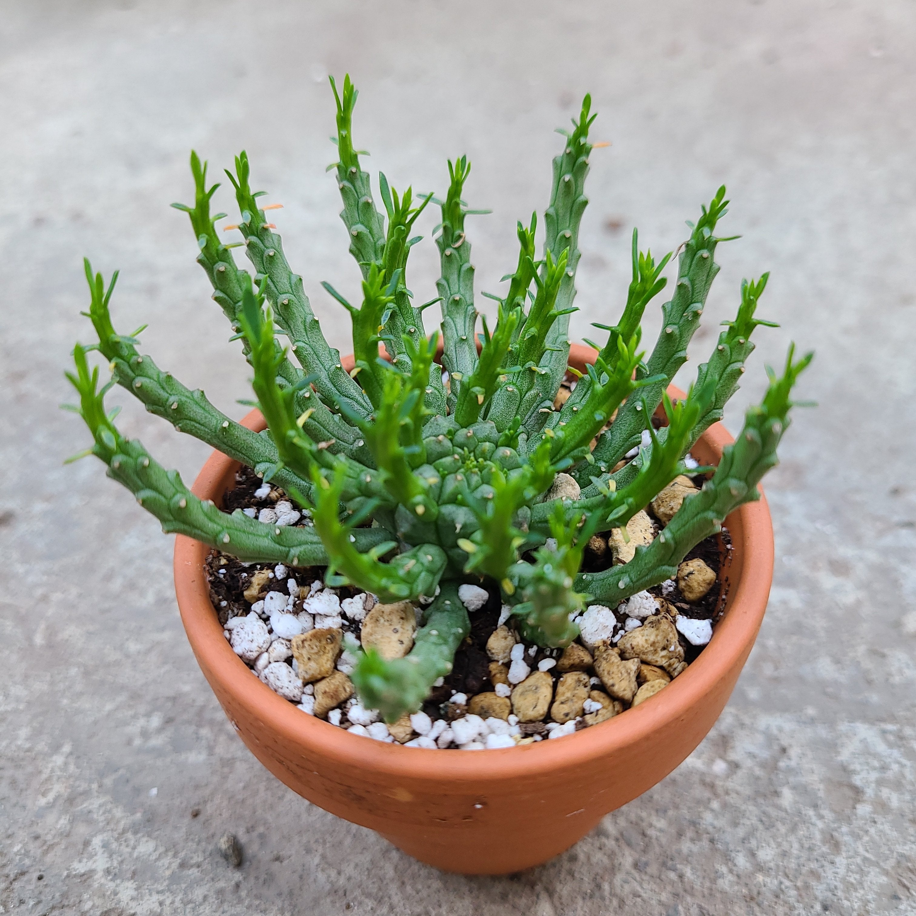Euphorbia Flanaganii
