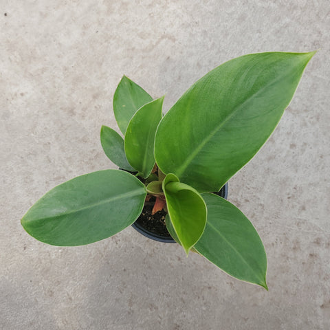 Philodendron Imperial Vert