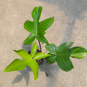Open image in slideshow, Philodendron Florida Green

