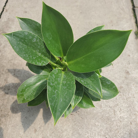 mia philodendron Philodendron Mia – Serres Lavoie