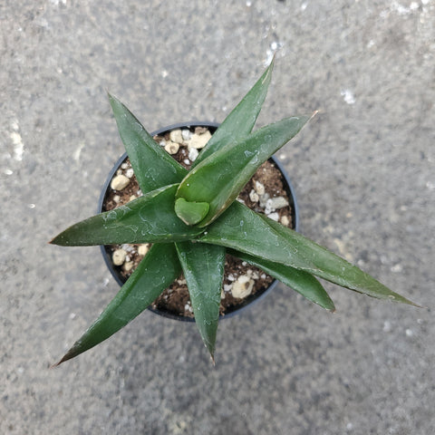 aloe black gem succulent Aloe cv. Black gem | Succulents
