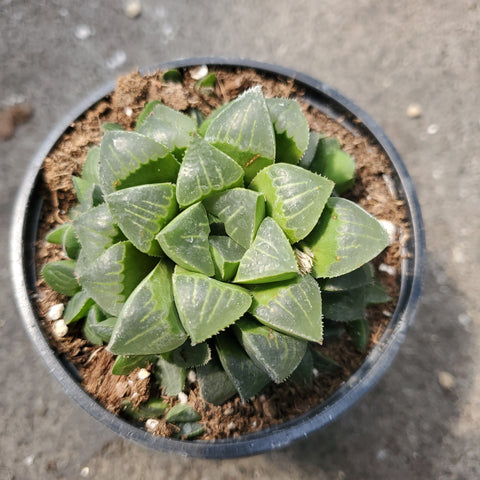 haworthia retusa succulent Haworthia retusa – Serres Lavoie