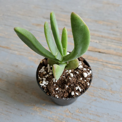 Ebracteola Fulleri Lithops