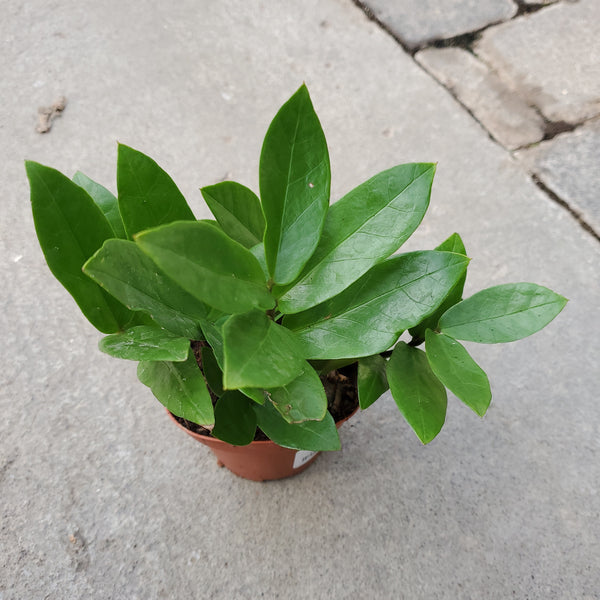 plante zz prix Zamioculcas zamiifolia – Serres Lavoie