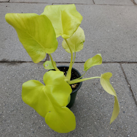 philodendron bipinnatifidum gold Philodendron bipinnatifidum gold – Serres Lavoie