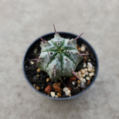 Euphorbia horrida nova 