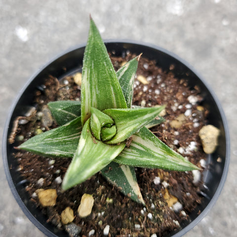 Haworthiopsis tortuosa variegata jaune