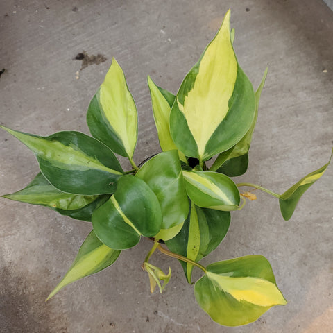Philodendron hederaceum 'Brasil