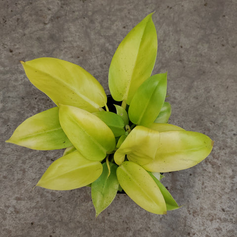 melonii gold philodendron Philodendron melonii gold – Serres Lavoie