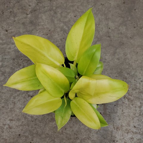 Philodendron melonii gold