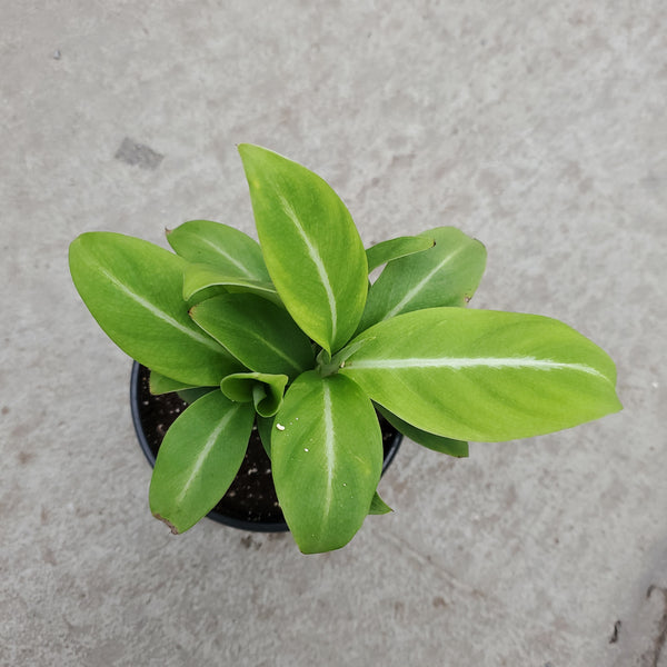 peace lily silver streak Spathiphyllum silver streak – Serres Lavoie