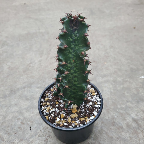 Euphorbia eritrea cv. Striata