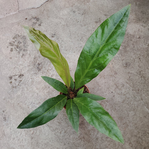 anthurium jungle king for sale Anthurium jungle king | Tropical