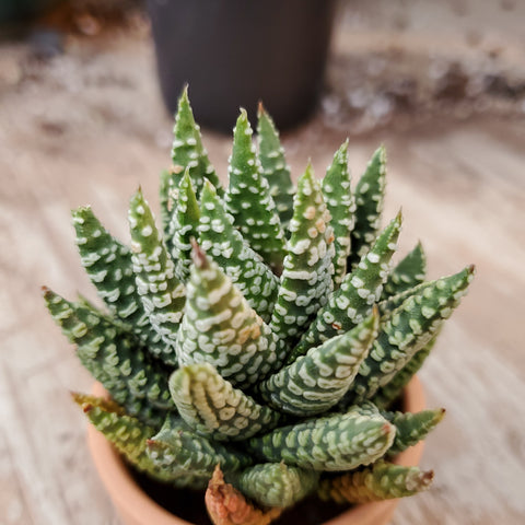 Haworthia pumila var. donut