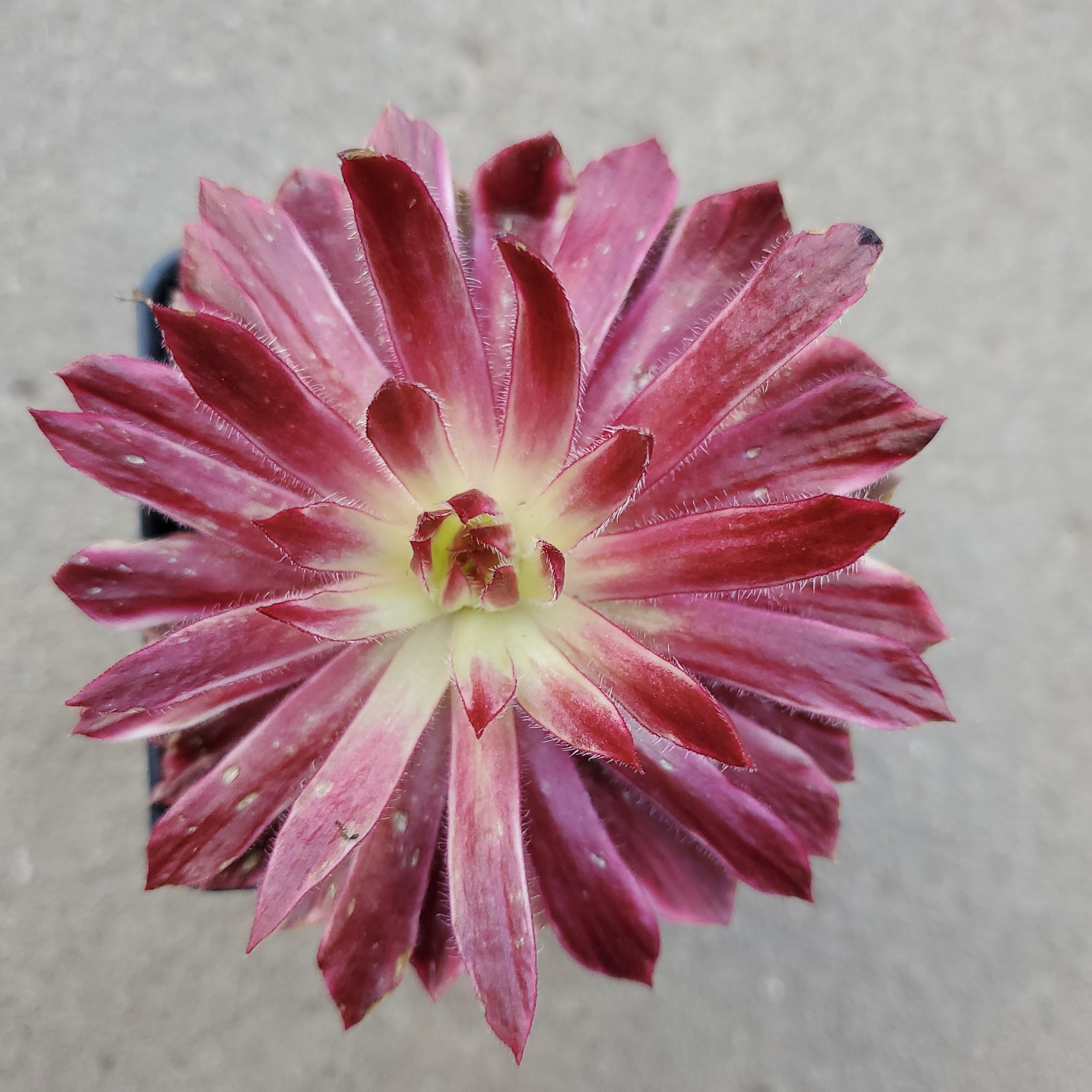 Sempervivum Lotus blossom