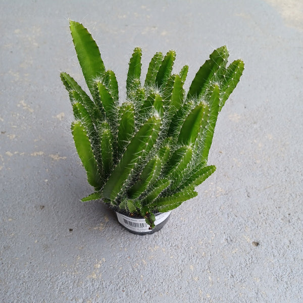 indoor calathea 3-5 FT Calathea Pinstripe main image 0