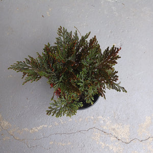 Ouvrir l&#39;image dans le diaporama, Selaginella moss &#39;Ruby Red&#39;
