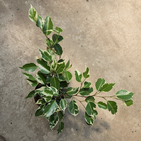 Ficus benjamina f. variegata