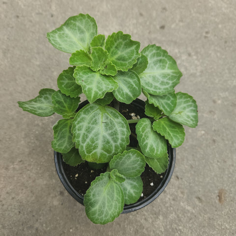 Plectranthus Emerald lace 