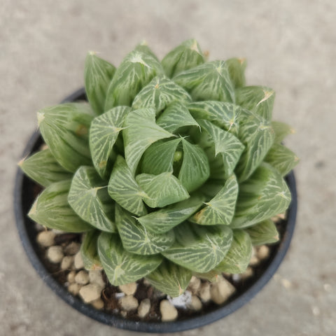 Haworthia cooperi var. Setulifera f. variegata