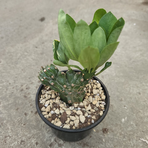 Euphorbia neriifolia f. cristata 