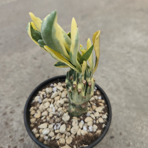 Euphorbia neriifolia f. cristata variegata