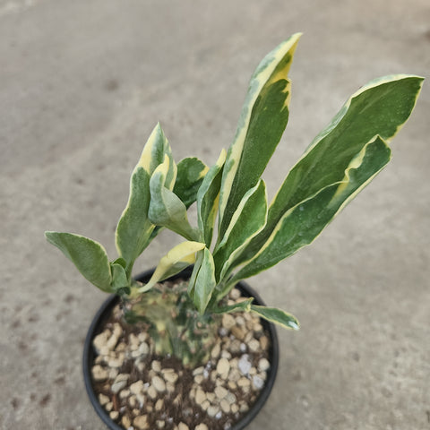 Euphorbia neriifolia f. cristata variegata