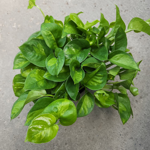 global green pothos discontinued Epipremnum aureum 'Global Green' – Serres Lavoie