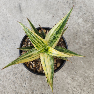 Aloe somaliensis f. variegata