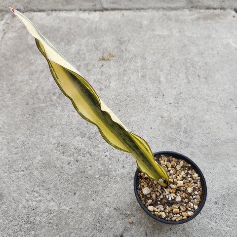 Sansevieria kirkii cv. Coppertone f. variegata