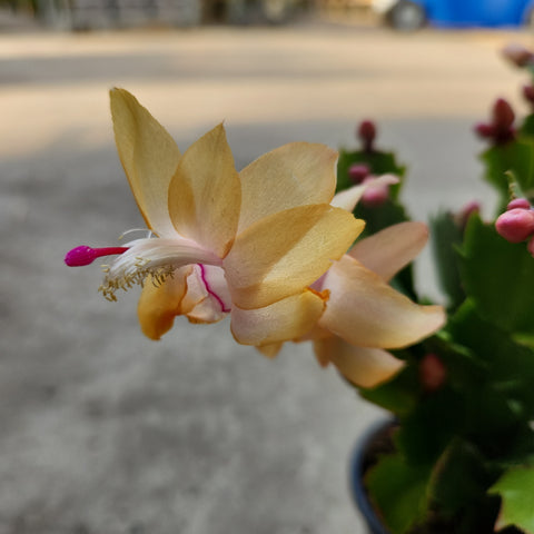 FlowerPotNursery Christmas Cactus Yellow Schlumbergera Bridgesii Yellow 4 Pot FlowerPotNursery Christmas Cactus Yellow Schlumbergera Bridgesii Yellow 4 Pot