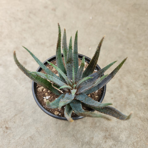Aloe parvula 
