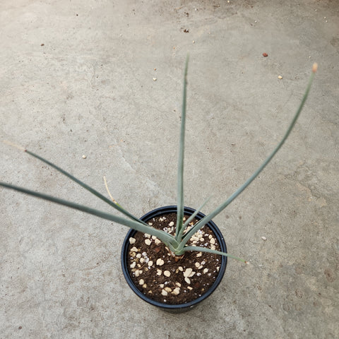 dracaena serrulata Dracaena serrulata – Serres Lavoie