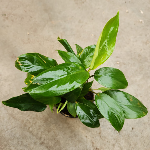 Philodendron 'Green lemon