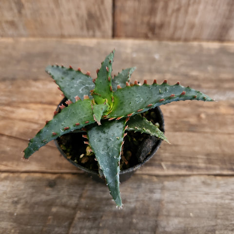 Thai Hybrid Aloe | Succulents